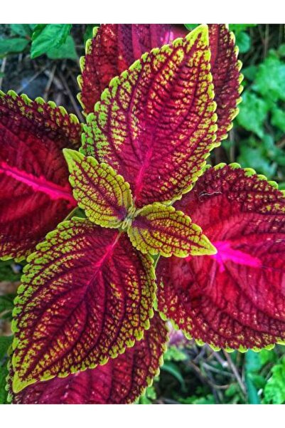 Bitkim Sende Videolu Yaprak Güzeli Çiçeği 2 Adet Saksılı/ Tüplü 10-20cm Salon Bitkisi (KOLYOS)