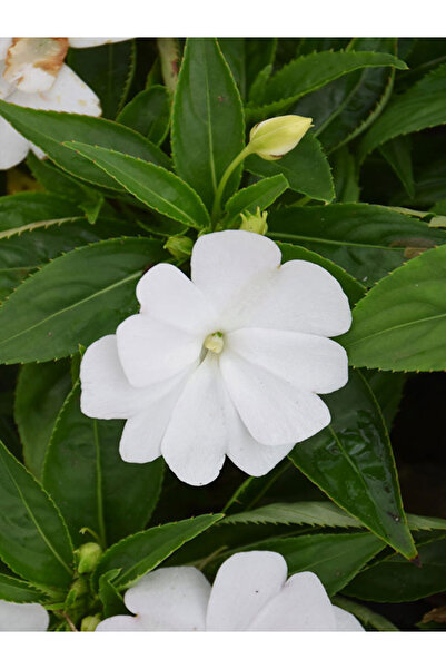 Bitkim Sende Videolu Cam Güzeli Çiçeği Kırmızı-beyaz 2 Adet Saksılı 10-20cm Salon Bitkisi Impatiens Walleriana