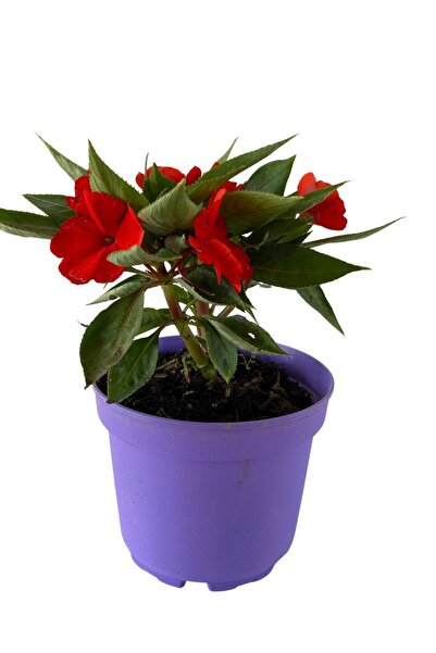 Bitkim Sende Videolu Cam Güzeli Çiçeği Kırmızı-beyaz 2 Adet Saksılı 10-20cm Salon Bitkisi Impatiens Walleriana