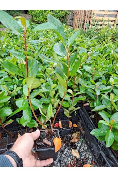 GojiberryTürkiye Aronya Fidanı 40-60 Cm 2 Adet