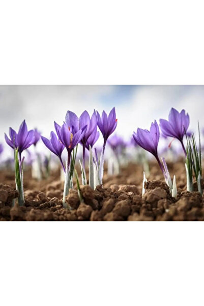 Alanyatropikal Iran Safran Çiçeği Soğanı 50 Adet Mis Kokulu Soğan Ev Bahçe Için Ideal