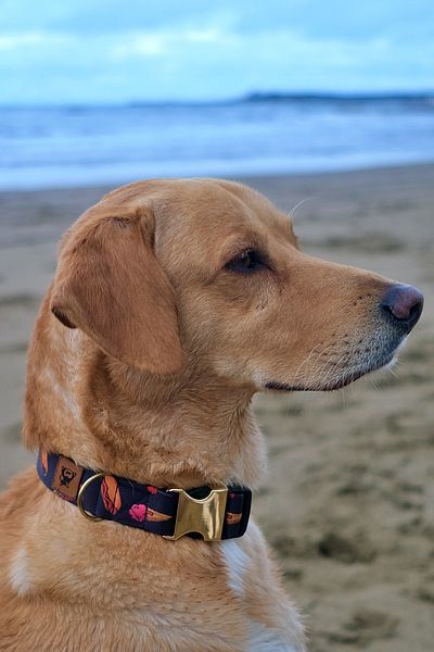 UTDpet Fastfood Dog Collar and Travel Dispatch Strap Set (with Scarf gift)