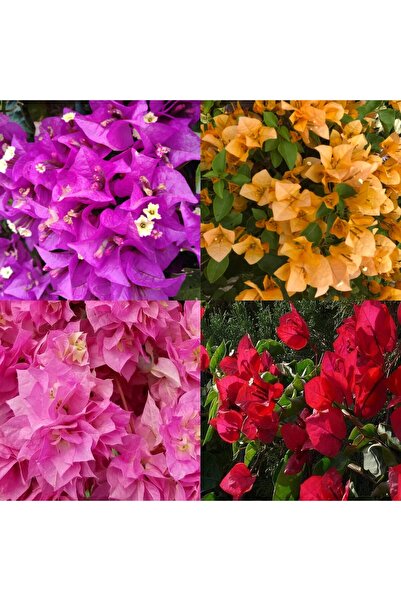 serada decor & plant Videolu Begonvil 4 Farklı Renkte (20 50 CM)4 Adet Saksıl...