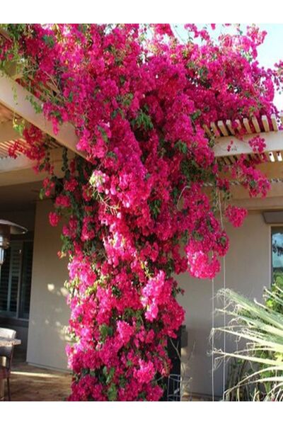 serada decor & plant Videolu Pembe Begonvil Çiçeği (30 60 Cm)1 Adet Tüplü Çiç...