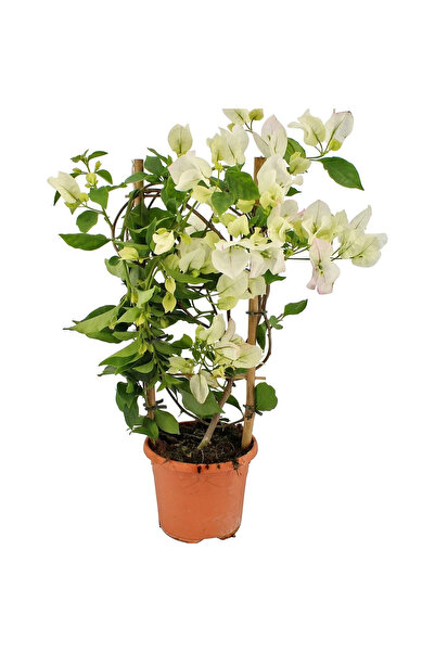 serada decor & plant Beyaz Alacalı Benjamin Bitkisi+ Beyaz Begonvil+ Mezem Çi...