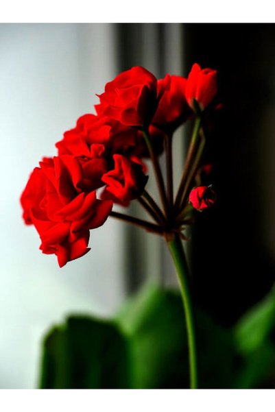 serada decor & plant Videolu 1 Adet Kırmızı Renk Sardunya Çiçeği 25-35 Cm Sak...
