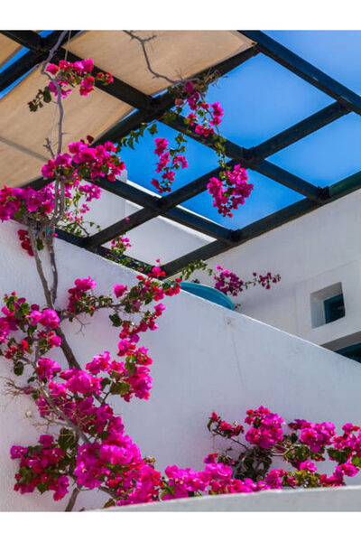 serada decor & plant Videolu Özel Çeşit Bodur Fuşya Gelin Duvağı Begonvil (30...