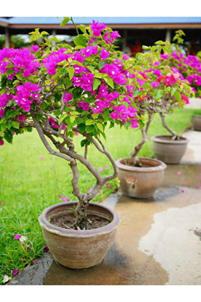 serada decor & plant Videolu Çalı Begonvil Pembe Dolgun Ürün (20 60 CM)1 Adet...