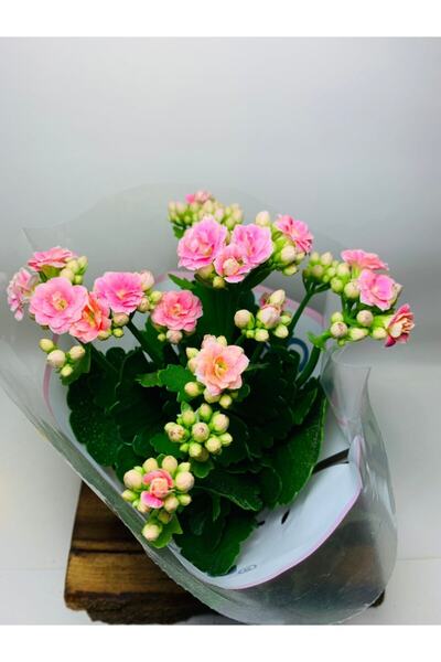 foliumbotanik Hediyelik Sukulent Kalanchoe Çiçekli 6,5 Cmlik Saksıda