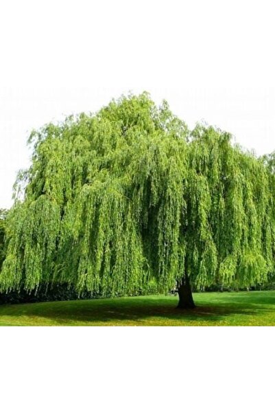 Genel Markalar Kemirgenler Için Salkım Söğüt Ağacı Dalı