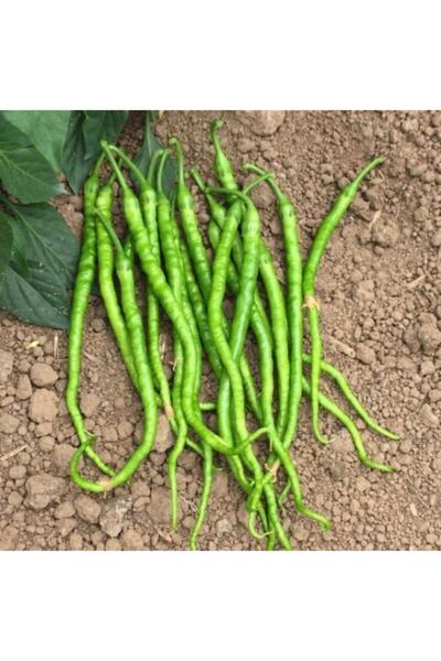 LOBELYA TOHUMCULUK 5 Adet Tatlı Kıl Biber Fidesi