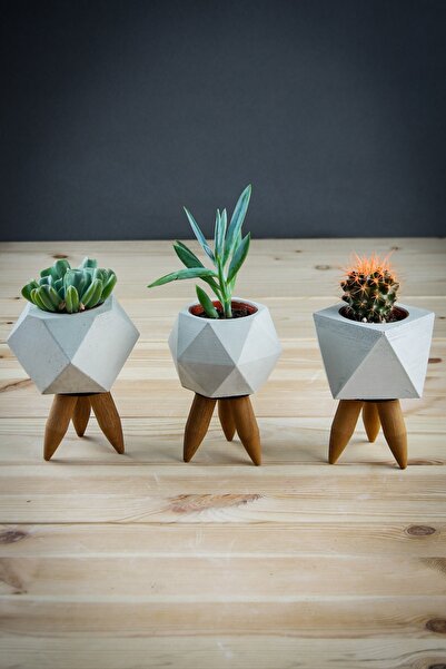 tasarımbo Masif Ahşap Ayaklı 3' Lü Beton Saksı Seti , Dekoratif Kaktüs Sukule...