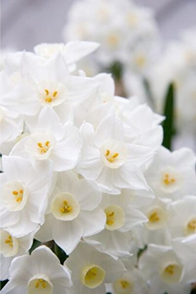 LOBELYA TOHUMCULUK Beyaz Renkli Nergis Çiçeği Soğanı Kokulu 4 Adet