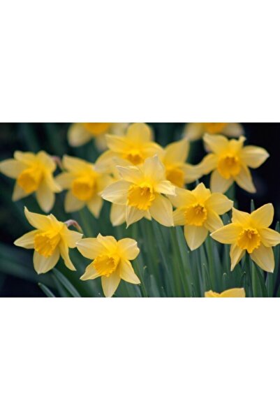 LOBELYA TOHUMCULUK 4 Adet Soft Sarı Renkli Nergis Çiçeği Soğanı Kokulu