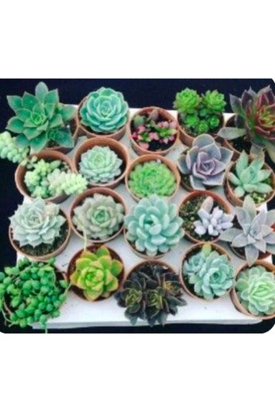 BERR BOTANİK PEYZAJ Sukulent 20 Li Karışık Set Botanik Sukulent Set 20 Mix Paket Kaktüs