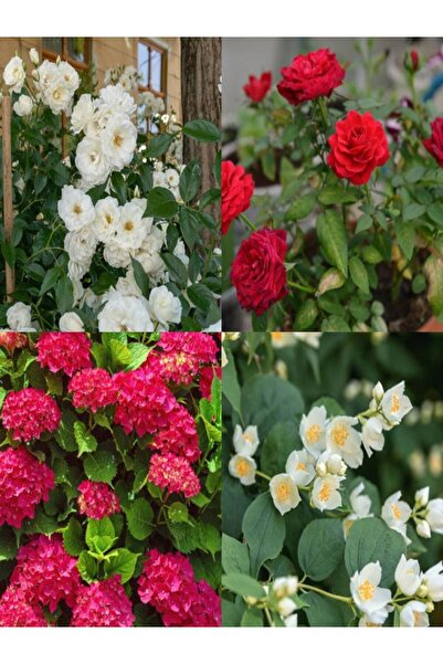 Bitkim Sende Videolu Filbahri-kırmızı Gül-beyaz Gül-kırmızı Ortanca Çiçek Seti 1 Adet Saksılı/ Tüplü