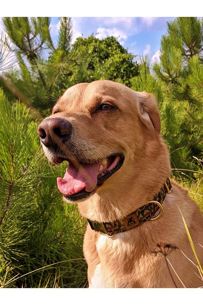 UTDpet Camouflage Dog Collar and Travel Dispatch Strap Set (With Scarf Gift)