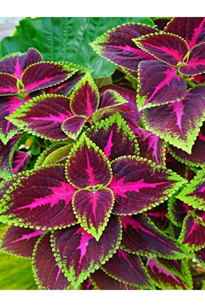 Bitkim Sende Videolu Yaprağı Güzel Yaprak Güzeli 1 Adet Saksılı/ Tüplü 20-40cm Salon Ofis Bitkisi (KOLYOS)