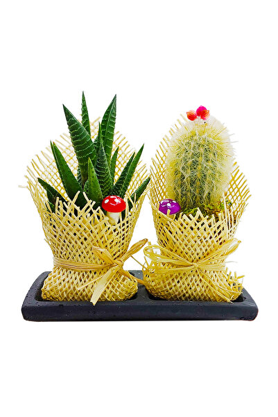 çiçekseli Jut Serisi 2 Li Set & Jut Ambalajlı Howartia Kaktüs Canlı Bitki Day...