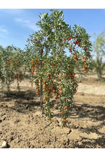 Gojiberry fidanı 50-70 cm 2 adet