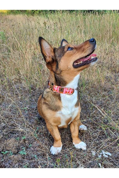 UTDpet Corgi Dog Dispatch Strap Set - Neck Collar and Walker, Scarf Gift