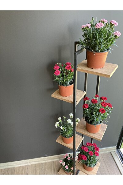 serada decor & plant Videolu 6 Renk Karanfil Çiçeği Kırmızı,beyaz,açık Pembe,...