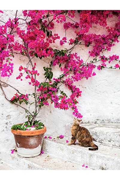 serada decor & plant Videolu Pembe Çiçekli Begonvil (60 100 CM)1 Adet Saksılı Iç/ Dış Mekan Bitkisi Bougainvillea