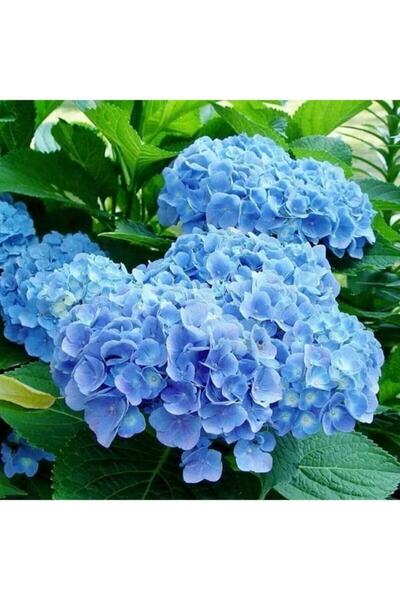 serada decor & plant Videolu 1 Adet Ithal Mavi Çiçekli Ortanca Çiçeği 40-70 C...