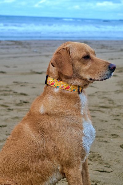 UTDpet Yellowdoggy Dog Collar and Travel Dispatch Strap Set (With Scarf Gift)