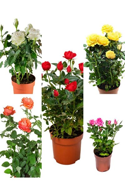 Bitkim Sende Videolu Minyatür Gül Fidanı 5 Adet Saksılı/ Tüplü 20-30cm Bahçe ...