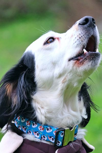 UTDpet Panda Dog Collar and Travel Dispatch Strap Set (With Scarf Gift)