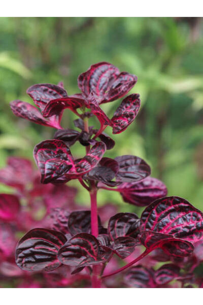 Bitkim Sende Videolu Çingene Şalvarı Çiçeği 1 Adet Saksılı/ Tüplü 20-30cm Ev Salon Bitkisi ( Iresine)