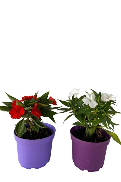 Bitkim Sende Videolu Cam Güzeli Çiçeği Kırmızı-beyaz 2 Adet Saksılı 10-20cm Salon Bitkisi Impatiens Walleriana