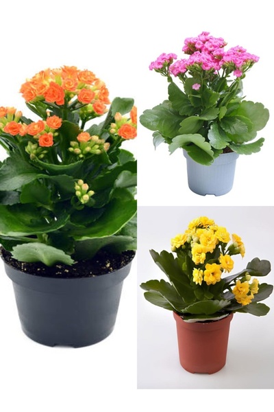 Bitkim Sende Videolu Kalanchoe Çiçeği Emel Hanım Karışık Renkli 3 Adet Saksıl...