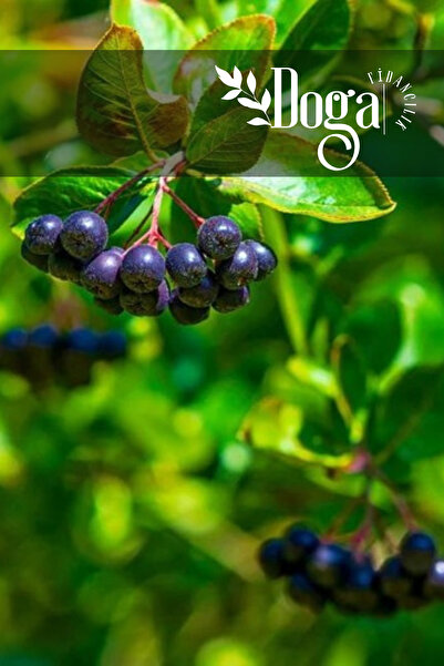 DOĞA FİDANCILIK Tüplü Aronya ( Aronia ) Meyve Fidanı 2 Yaş