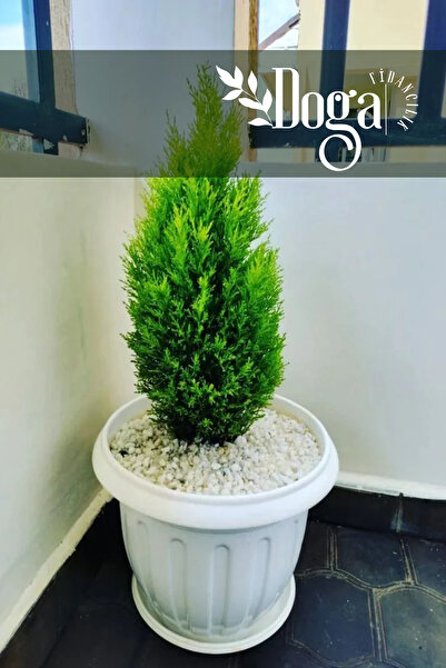 DOĞA FİDANCILIK Limon Çamı Limon Servi Çam Fidanı 2 Yaş 90-110 Cm Boy