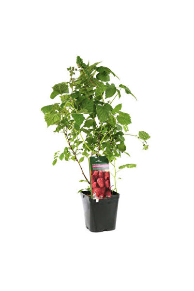 GojiberryTürkiye Ahududu sarı+pembe 2 yaş 2 adet