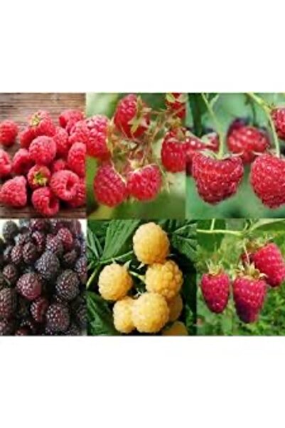 GojiberryTürkiye Ahududu dikensiz sarı pembe ve kırmızı 2 yaş hangi renk iste...