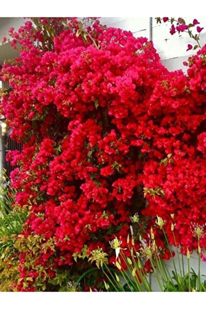 serada decor & plant Videolu Kırmızı Begonvil Çiçeği (50-60CM) 1 Adet Saksılı...