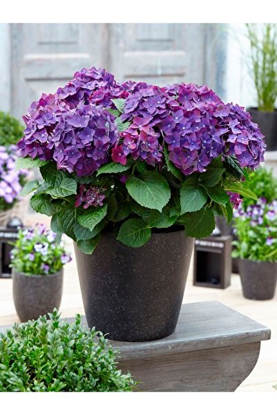 Video Lilac Hydrangea Flower (30-50CM)1 Potted /tube Flowering Dwarf Plant Rhododendron