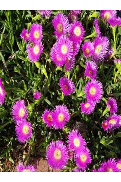 serada decor & plant Videolu Kaz Ayağı Çiçeği (5 15 CM) 90 Adet Saksılı/tüplü Yer Örtücü Mezarlık Çiçeği Hemerocallis