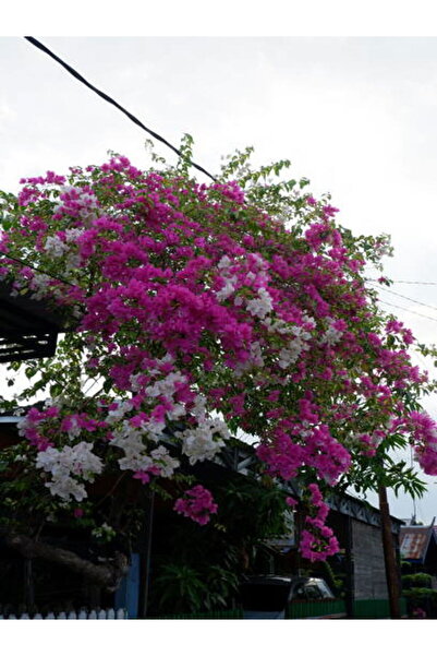 serada decor & plant Videolu Sarmaşık Begonvil (70 100 CM)1 Adet Saksılı Dış ...