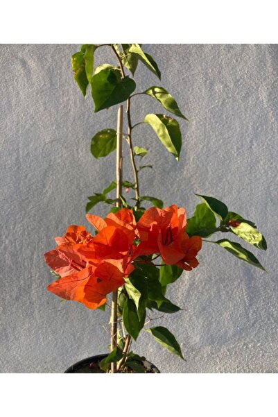 serada decor & plant Videolu Turuncu Sarmaşık Begonvil (40 70 Cm)1 Adet Saksı...