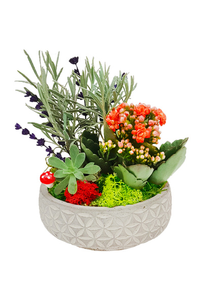 çiçekseli Minimalist Design Serisi Mini Garden & Midi Papatya Saksıda Kalanch...