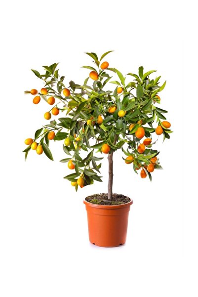 Bitkim Sende Videolu Bodur Kumkuat /kamkat Ağacı Meyveli 1 Adet Saksılı/ Tüpl...