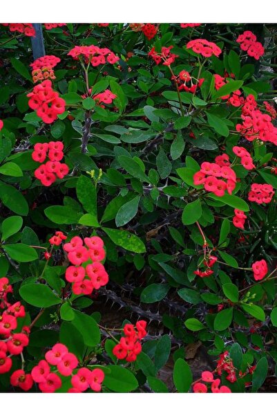 Bitkim Sende Videolu Kırmızı Dikenler Tacı Çiçeği Fidanı 1 Adet Saksılı 15-25cm Ofis Salon Bitikisi (EUPHORBİA)