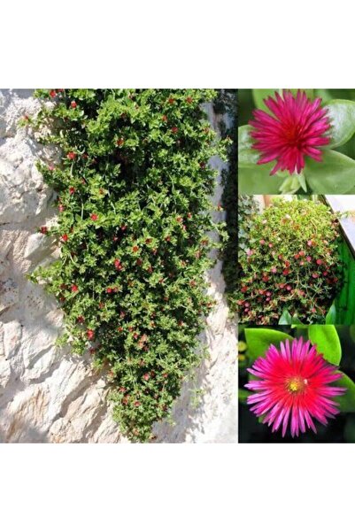serada decor & plant Videolu 2 Adet Buz Çiçeği 5-15 Cm Tüplü Çiçekli Bodur Bi...