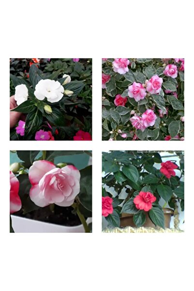 serada decor & plant Videolu 2'li Karışık Renk Katmerli Cam Güzeli Çiçeği 10-15 Cm Mini Saksıda Çiçekli Bodur Yeni Gine