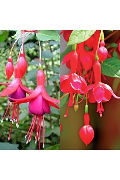 serada decor & plant Videolu 2 Adet Karışık Renk Küpeli Çiçeği 10-15 Cm Mini ...