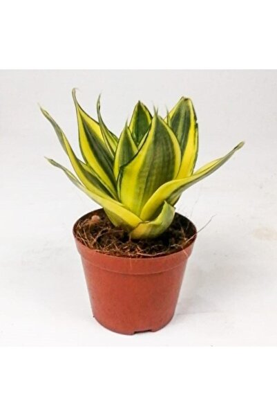 serada decor & plant Videolu 1 Adet Bodur Kılıç Çiçeği 20-40cm Saksılı Çiçekl...